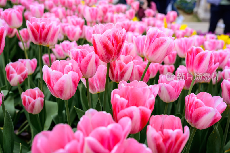 郁金香花卉景观