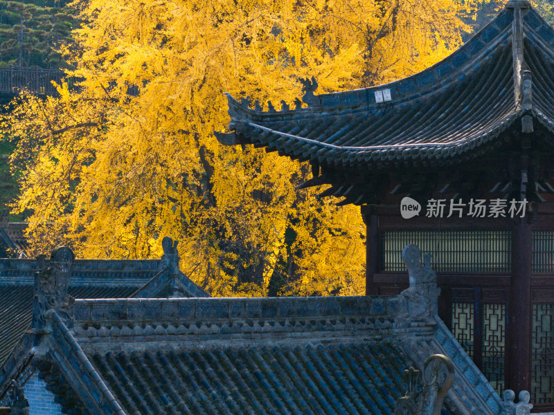 航拍古寺庙千年银杏秋景西安古观音禅寺