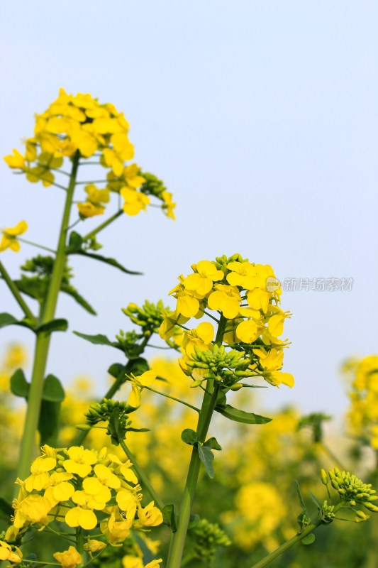 蓝色自然背景中的油菜花