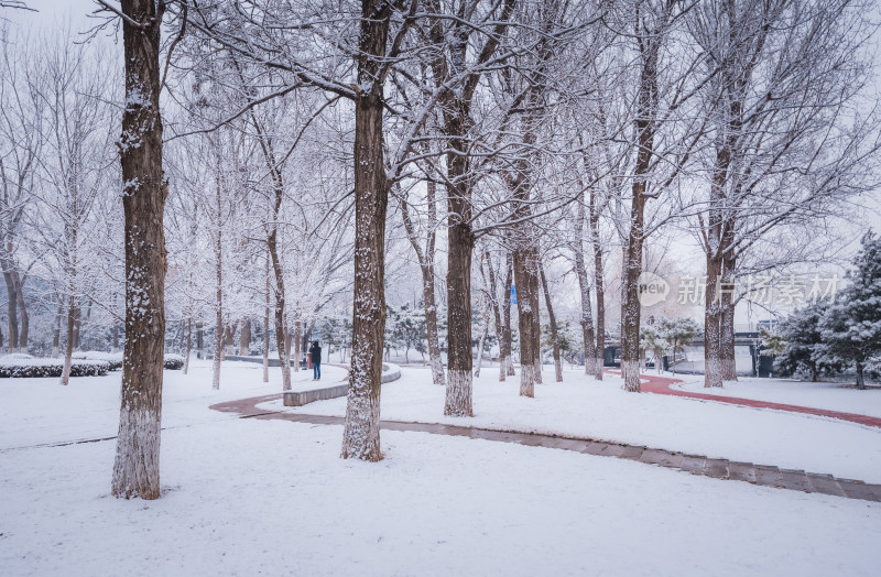 下雪了城市公园自然风景