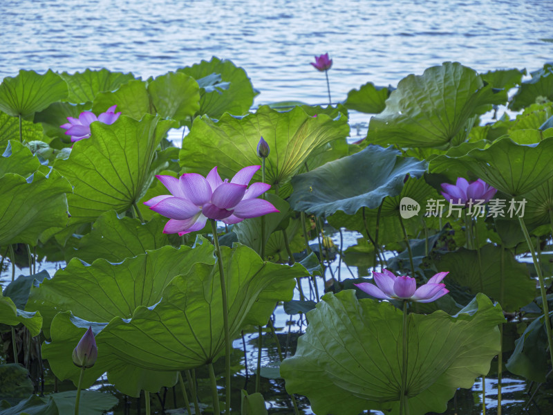 浙江省杭州市西湖景区