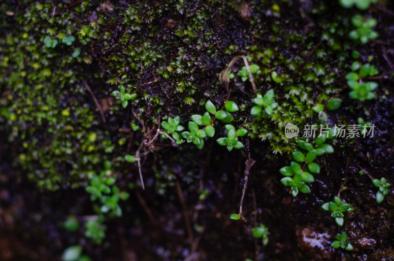 河南省洛阳白云山的山谷中苔藓