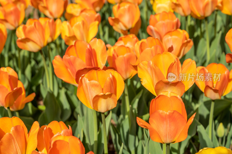 橙色郁金香花丛