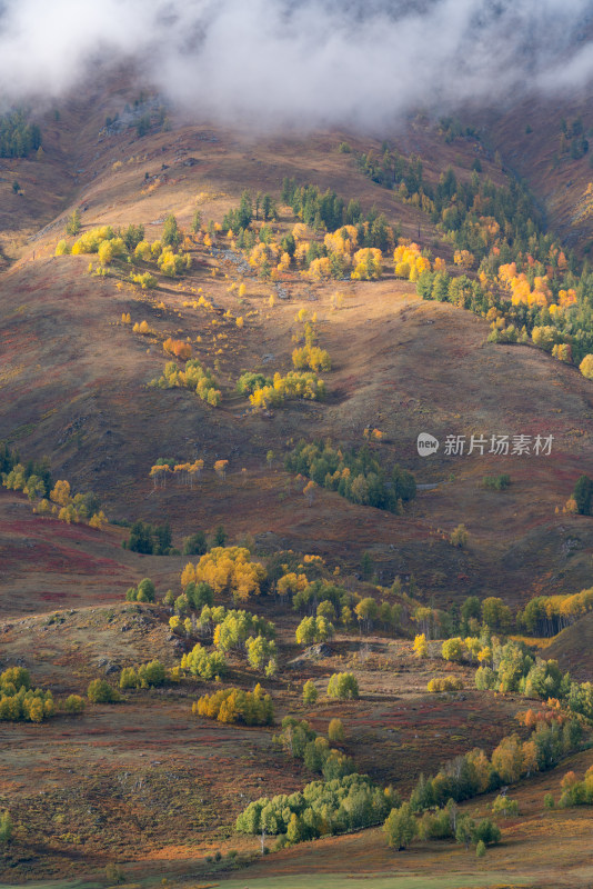 航拍新疆禾木风景区山上的彩林