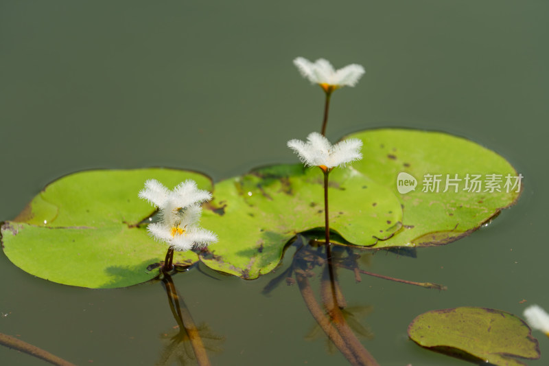 水生植物金银莲花的花朵