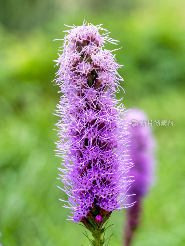 蛇鞭菊麒麟菊猫尾花开花微距特写