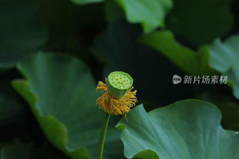 夏日荷塘绿色的荷叶和即将成熟的莲蓬