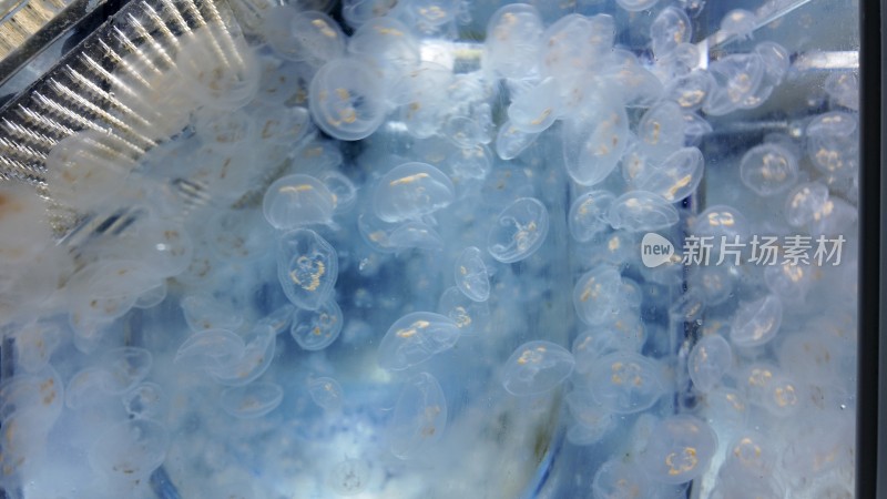 水母培养箱里的活体水母
