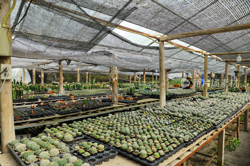 温室大棚内的仙人掌种植场景