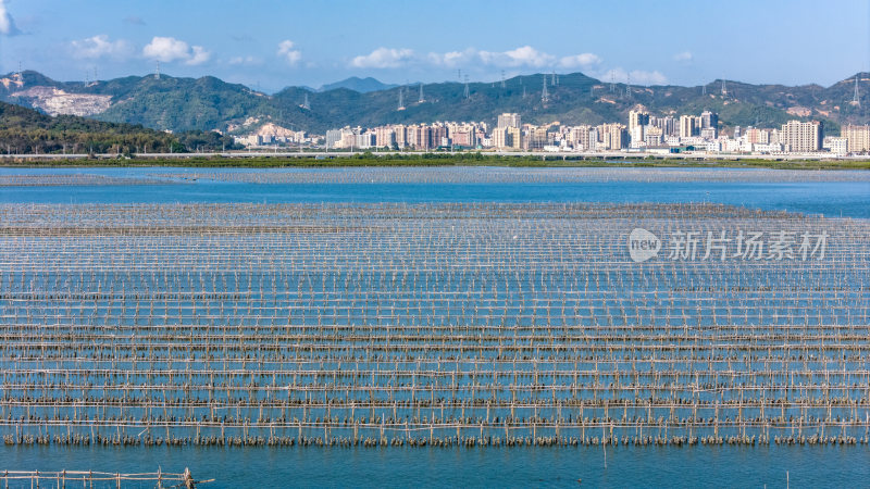 惠州市盐洲岛生蚝海上养殖场