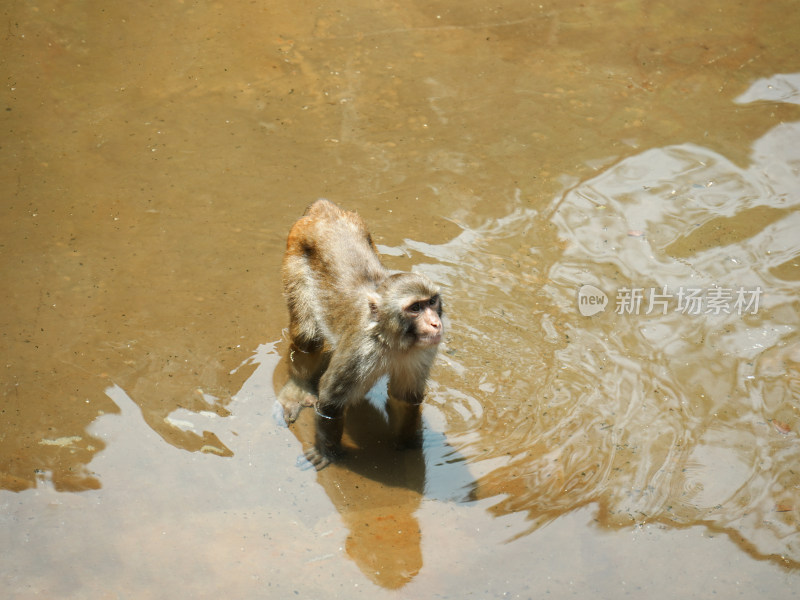 猴子戏水俯视图