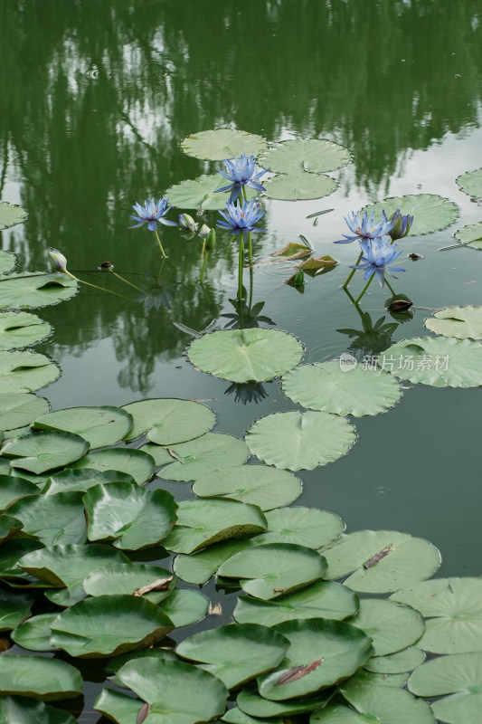 北京国家植物园睡莲