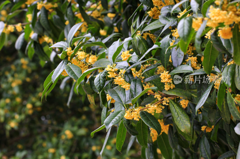 金桂花枝背景素材