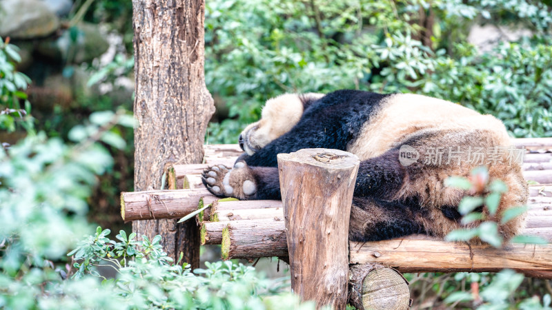 成都大熊猫繁育研究基地的大熊猫综合场景