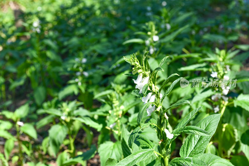 生长中的芝麻，芝麻种植