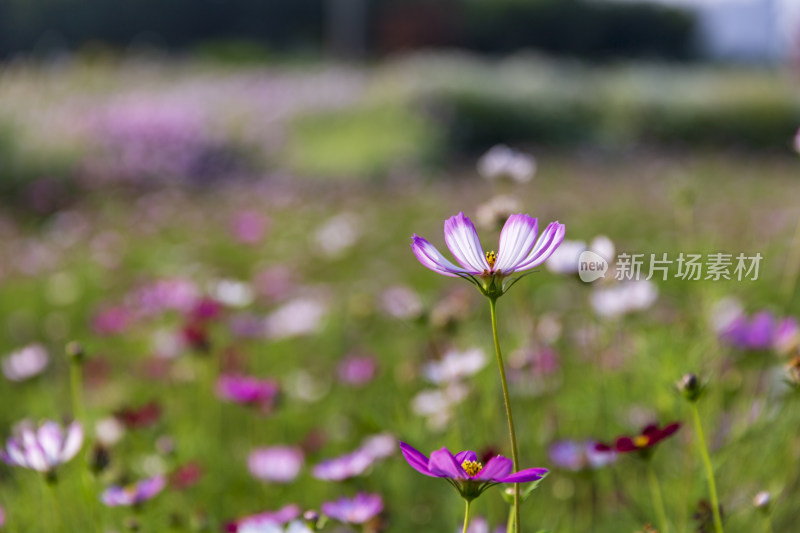 四季花卉盆景格桑花