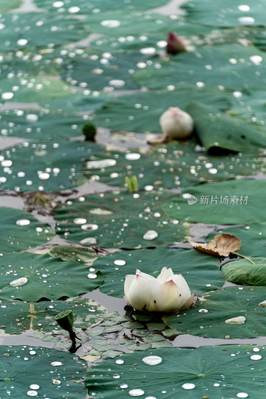 四川成都青龙湖湿地公园的荷花和莲蓬