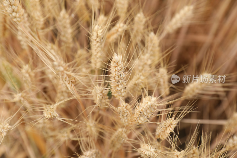 麦田麦子地成熟的小麦