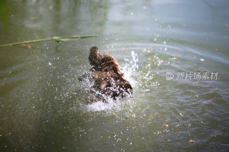 小狗在水中嬉戏溅起水花