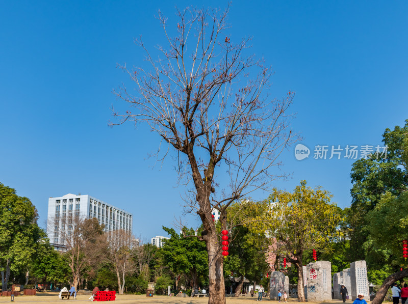 福州春天绿意盎然的冶山春秋公园景色