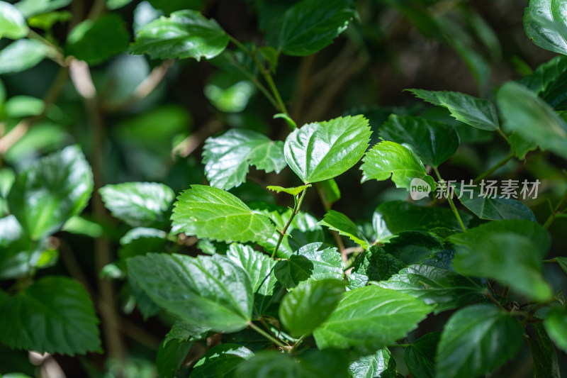 生长的植物叶子