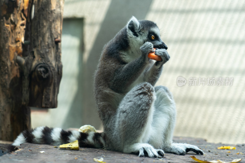 环尾狐猴觅食吃胡萝卜