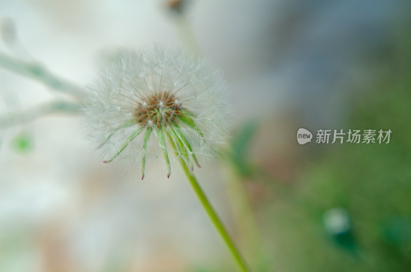 蒲公英微距特写