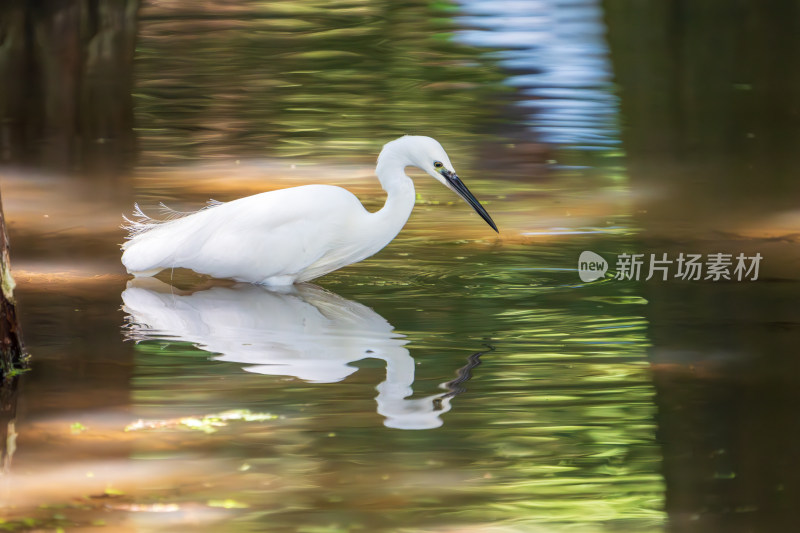 水边白鹭觅食的景象