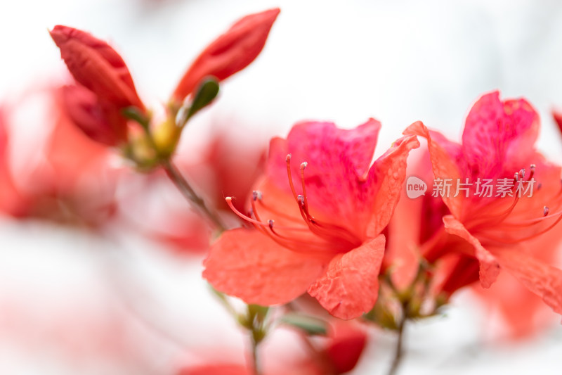 杜鹃花、映山红