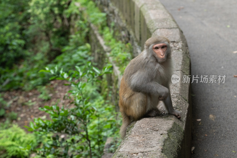 贵州贵阳黔灵山公园的猴子