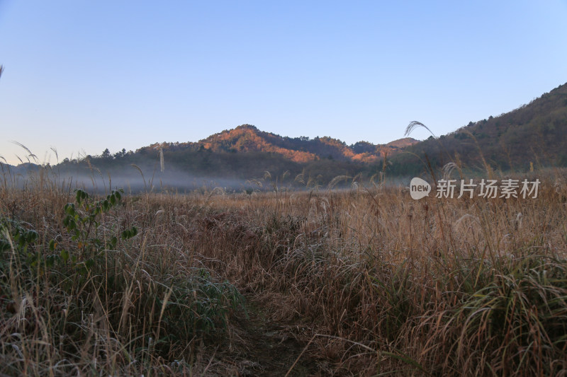 晨曦中的芒草草地唯美晨雾