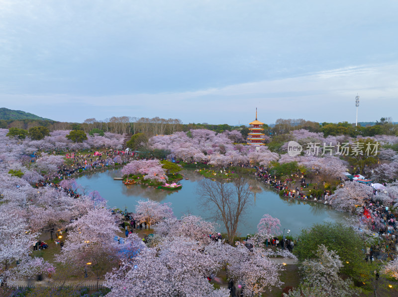 武汉东湖磨山樱花园夜景风光