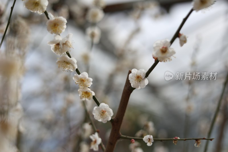 梅花系列