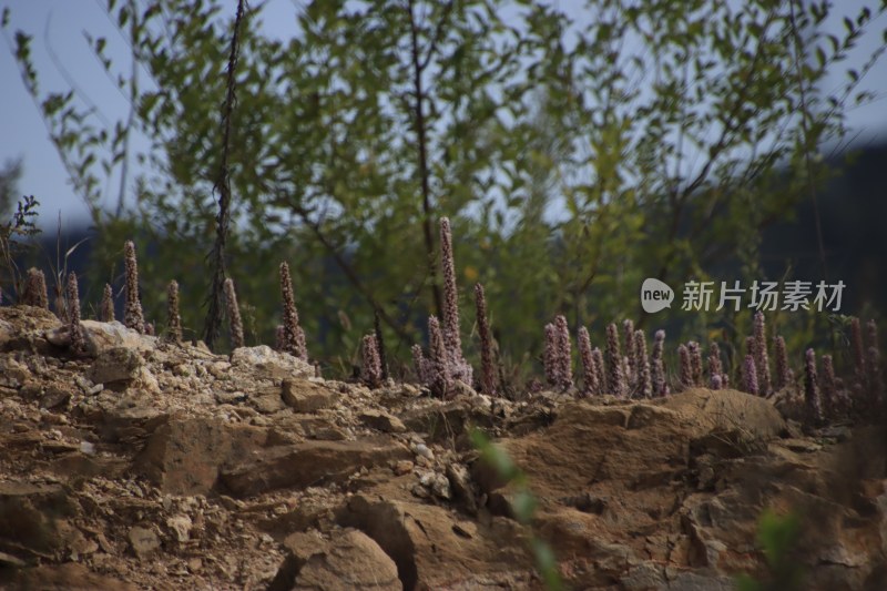 山东省威海市双岛湾西山村山坡上的瓦松开花