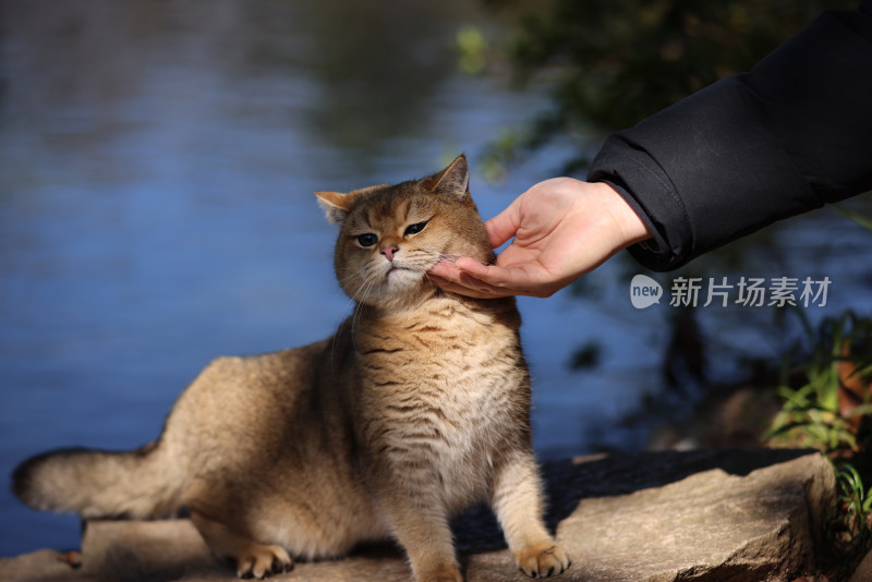 公园里的宠物猫金渐层