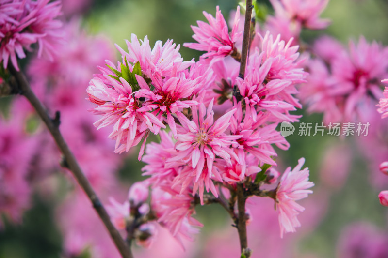 春天枝头绽放的粉红色菊花桃