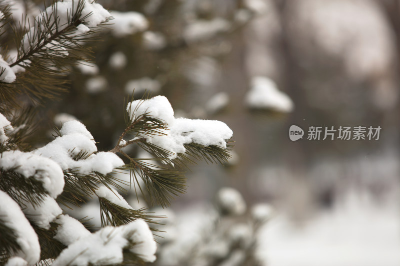 户外松树上的积雪在冬天