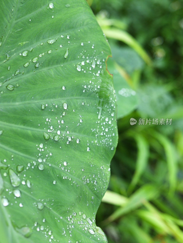 春天绿色的树叶叶子和上面的雨滴水滴露水