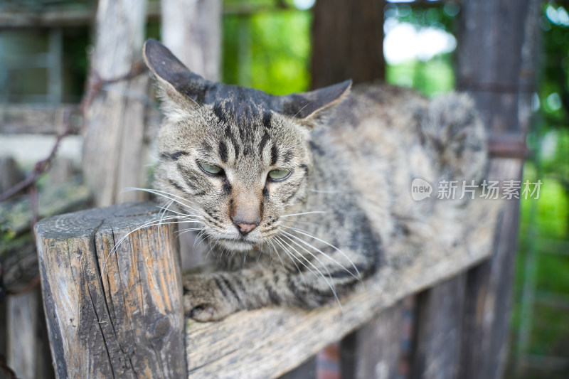 短毛猫趴在老旧木门上休息