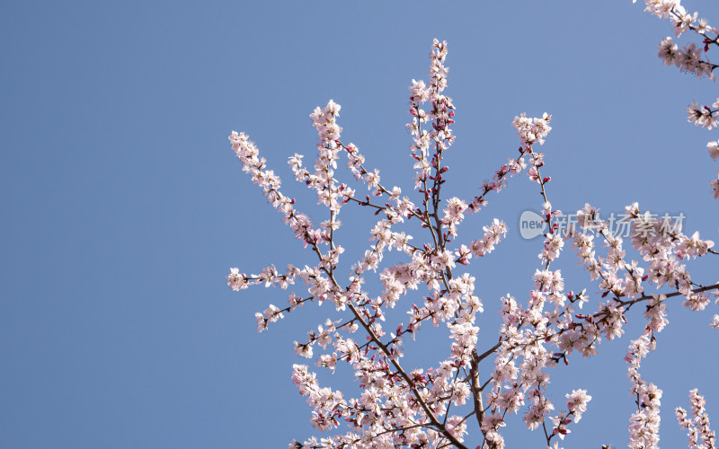 春日桃花特写