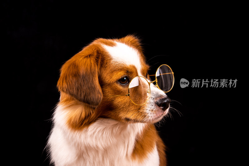 一只在拍肖像写真的牧羊犬宠物狗