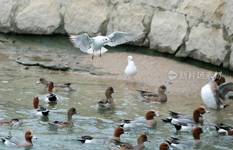 深圳湾海面上海鸥与野鸭嬉戏