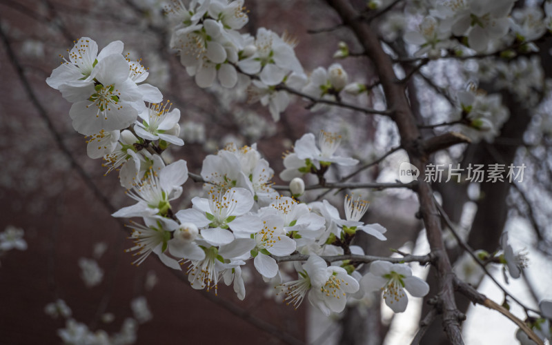 春日桃花特写