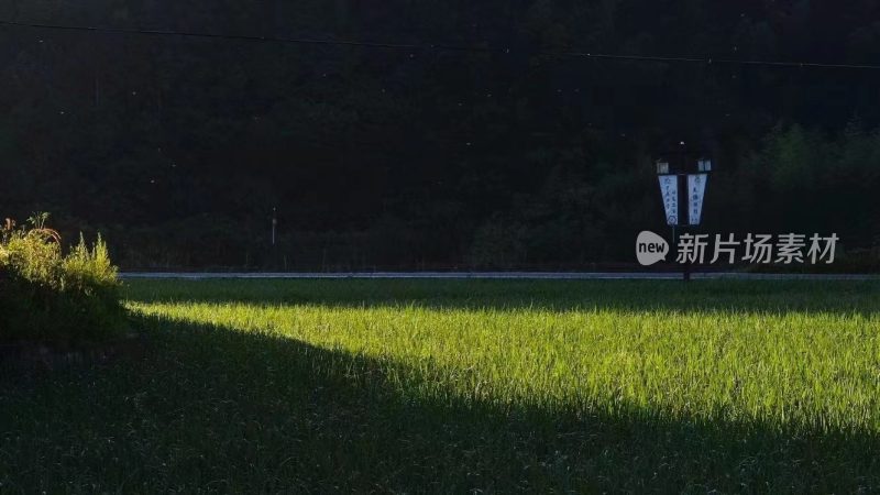 福建省泉州市德化县国宝乡佛岭村水稻特写