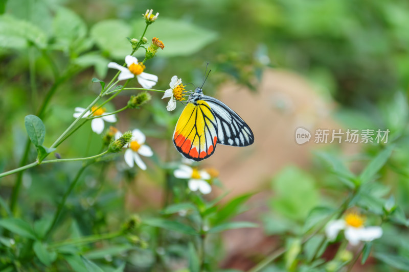 彩蝶停留在白色小花上