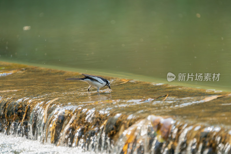 白鹡鸰戏水