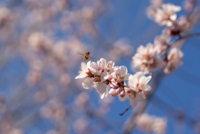 桃花山桃花上的蜜蜂