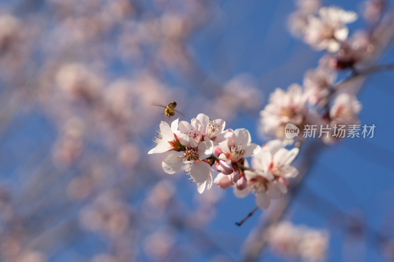 桃花山桃花上的蜜蜂