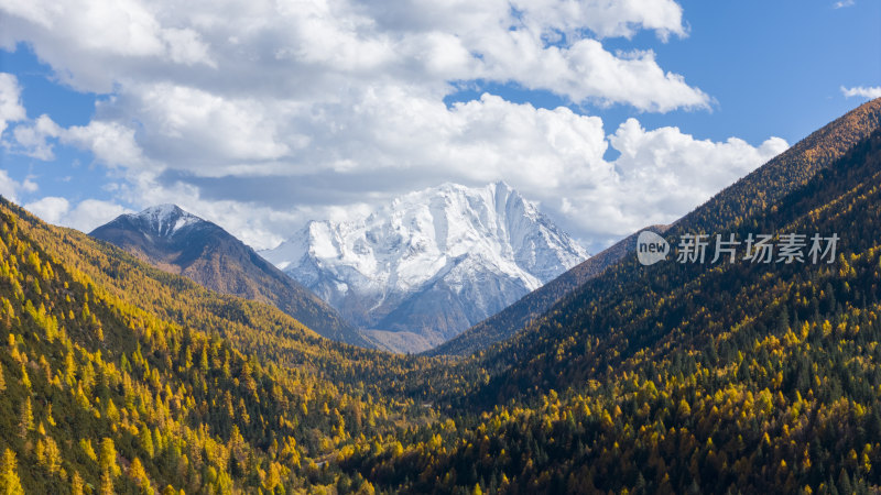 雅拉雪山秋天杉树松树彩林秋景