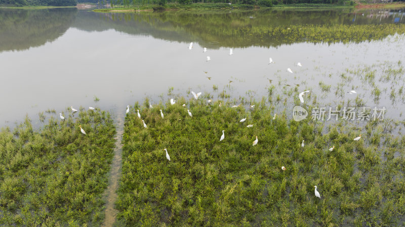 福建泰宁大金湖白鹭湾湿地白鹭